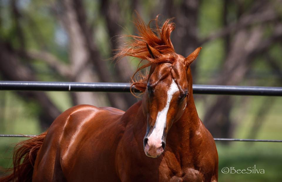 Quarter Horse Stallion - Fly The Red Eye